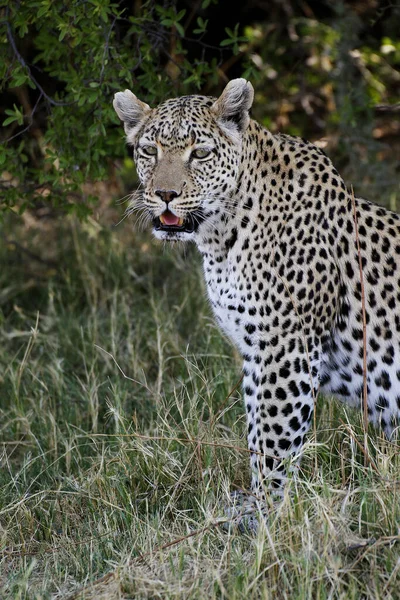 Leopard Panthera Pardus Adult Moremi Reserve Okavango Delta Botswana — стоковое фото