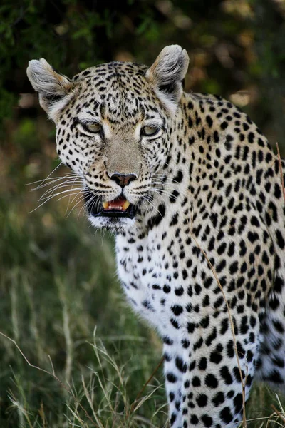 Leopardo Pantera Pardus Adulto Reserva Moremi Delta Del Okavango Botswana — Foto de Stock