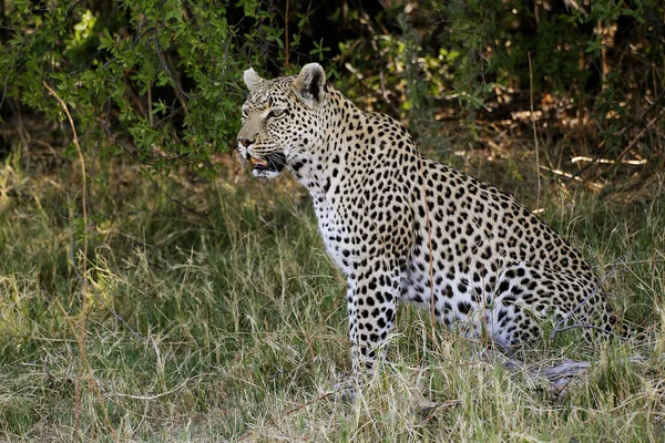 Leopard Panthera Pardus Adult Sitting Moremi Reserve Okavango Delta Botswana — ストック写真