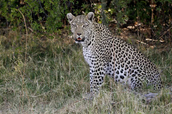 Leopard Panthera Pardus Adult Sitting Moremi Reserve Okavango Delta Botswana — ストック写真