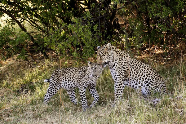 Leopardo Pantera Pardus Madre Cachorro Reserva Moremi Delta Del Okavango — Foto de Stock