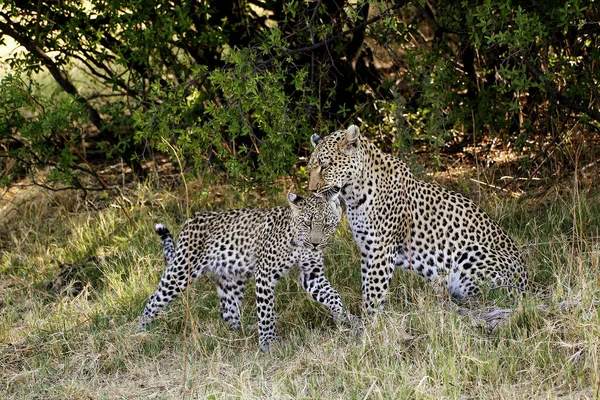 Léopard Panthera Pardus Mère Petit Réserve Moremi Delta Okavango Botswana — Photo