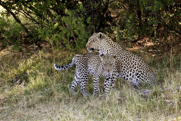 Leopar Panthera Pardus Mother Cub Moremi Reserve Botswana Okavango Delta — Stok fotoğraf