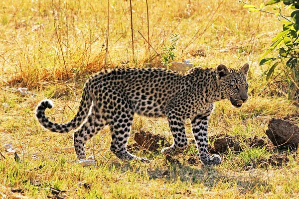 Leopard Panthera Pardus Cub Walking Moremi Reserve Okavango Delta Botswana — Stock Photo, Image