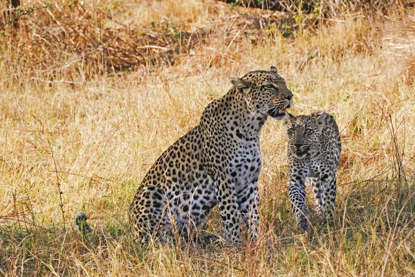Leopard Panthera Pardus Mutter Und Junges Moremi Reserve Okavango Delta — Stockfoto