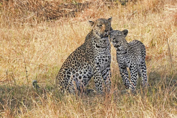 Leopard Panthera Pardus Mama Puiul Moremi Reserve Okavango Delta Botswana — Fotografie, imagine de stoc