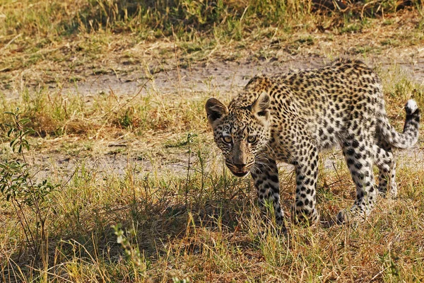 Leopardo Pantera Pardus Cub Reserva Moremi Delta Del Okavango Botswana —  Fotos de Stock