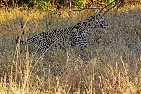 Leopard Panthera Pardus Cub Leaping Moremi Reserve Δέλτα Okavango Στη — Φωτογραφία Αρχείου