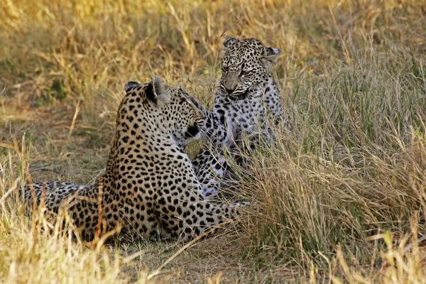 Leopardo Panthera Pardus Madre Cucciolo Riserva Moremi Delta Dell Okavango — Foto Stock