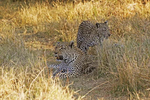 Leopard Panthera Pardus Mother Cub Moremi Reserve Okavango Delta Botswana — 스톡 사진