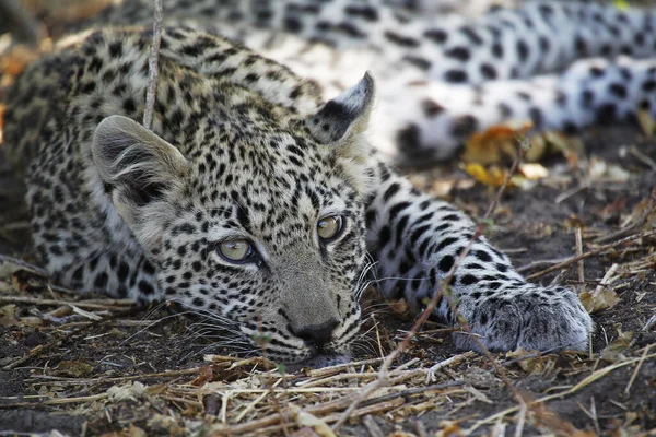 Leopard Panthera Pardus Mládě Odpočívá Moremi Reserve Okavango Delta Botswaně — Stock fotografie