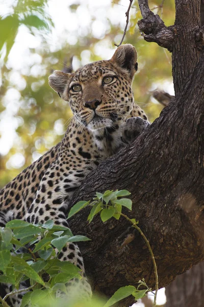 Leopardo Pantera Pardus Adulto Pie Árbol Reserva Moremi Delta Del — Foto de Stock