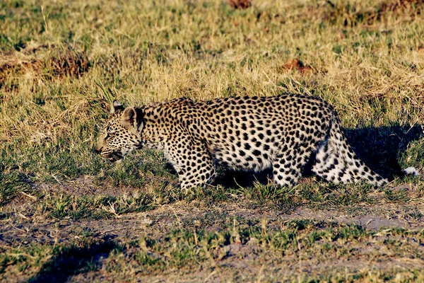 Leopardo Pantera Pardus Cachorro Caminando Reserva Moremi Delta Del Okavango —  Fotos de Stock