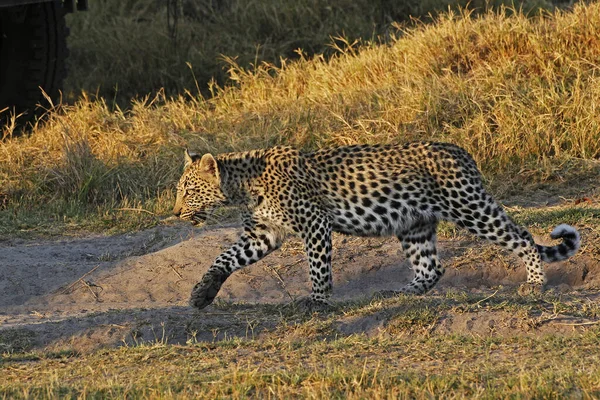 Leopard Panthera Pardus Cub Walk Moremi Reserve Okavango Delta Botswana — 스톡 사진