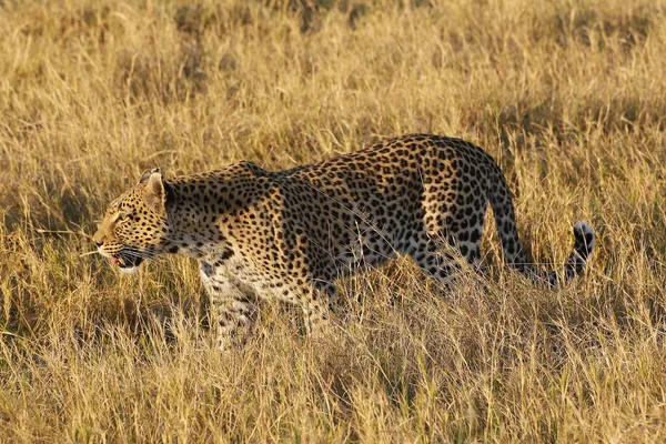 Leopárd Panthera Pardus Felnőtt Moremi Reserve Okavango Delta Botswanában — Stock Fotó