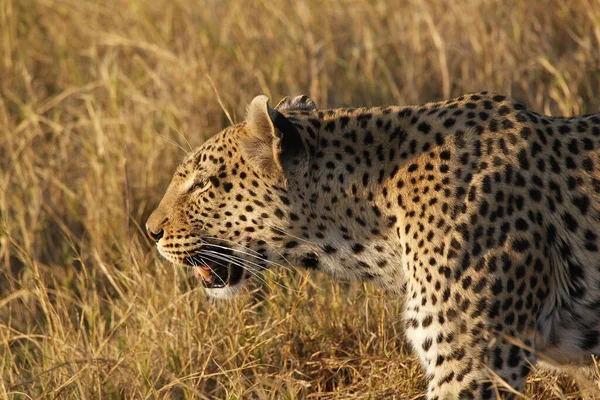 Leopard Panthera Pardus Adult Moremi Reserve Okavango Delta Botswana — ストック写真
