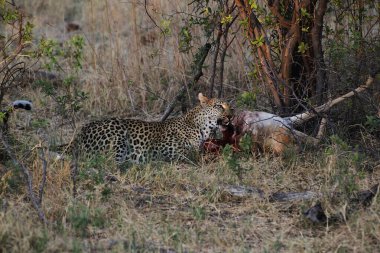 Leopar, panthera pardus, Adult with a Kill, Moremi Reserve, Okavango Delta in Botswana