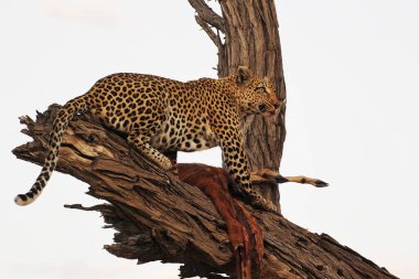 Leopar, panthera pardus, Yetişkin ağaçta duruyor, bir Kill, Moremi Reserve, Botswana 'da Okavango Delta
