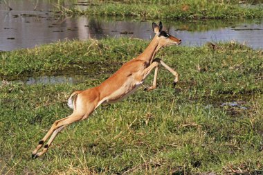 Impala, aepyceros melampus, Khwai Nehri boyunca koşan kadın, Moremi Rezervi, Okavango Reserve, Botswana 'da Okavango Deltası