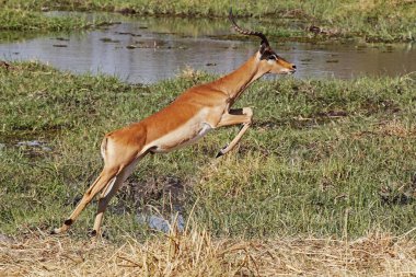 Impala, aepyceros melampus, Khwai Nehri boyunca koşan erkek, Moremi Reserve, Okavango Reserve, Botswana 'da Okavango Delta