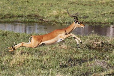 Impala, aepyceros melampus, Khwai Nehri boyunca koşan erkek, Moremi Reserve, Okavango Reserve, Botswana 'da Okavango Delta