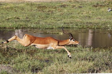 Impala, aepyceros melampus, Khwai Nehri boyunca koşan erkek, Moremi Reserve, Okavango Reserve, Botswana 'da Okavango Delta