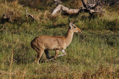 Reedbuck, Redunca Arundinum, Erkek Koşucu, Moremi Reserve, Botswana 'daki Okavango Delta