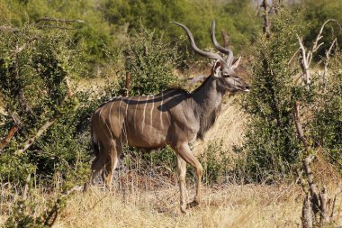 Daha büyük Kudu, tragelaphus strepsiceros, Bush 'ta duran erkek, Moremi Reserve, Botswana' daki Okavango Delta