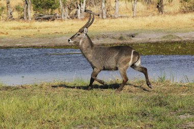 Waterbuck, kobus ellipsiprymnus, Khwai Nehri boyunca koşan erkek, Moremi Rezervi, Botswana 'da Okavango Delta