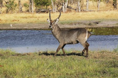 Waterbuck, kobus ellipsiprymnus, Khwai Nehri yakınında erkek, Moremi Rezervi, Botswana 'da Okavango Deltası