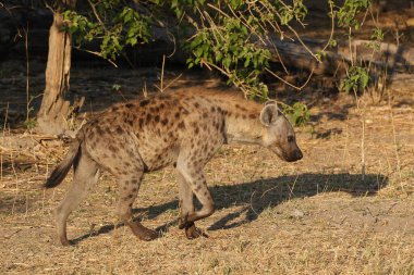 Botswana 'da görülen Sırtlan, Crocuta Crocuta, Adult, Moremi Reserve, Okavango Delta