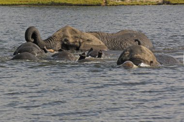 Afrika fili, loxodonta africana, Chobe Nehri 'ni geçen grup, Botswana