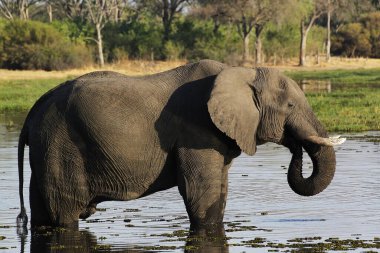 Afrika Fili, Loxodonta Africana, Yetişkin İçme Khwai Nehri, Moremi Rezervi, Botswana Okavango Deltası