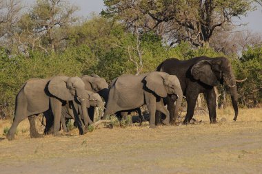 Afrika fili, loxodonta africana, Herd walking, Moremi Reserve, Botswana 'da Okavango Delta