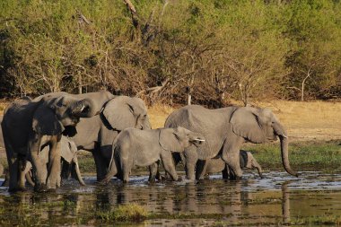 Afrika fili, loxodonta africana, Herd su üzerinde duruyor, Khwai nehri, Moremi rezervi, Botswana 'da Okavango deltası