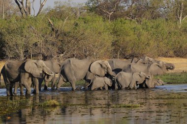 Afrika fili, loxodonta africana, Herd su üzerinde duruyor, Khwai nehri, Moremi rezervi, Botswana 'da Okavango deltası