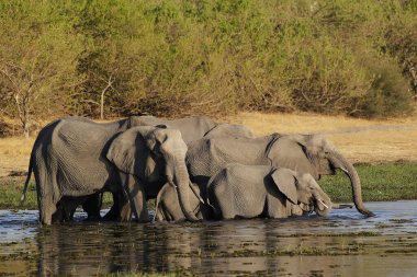 Afrika fili, loxodonta africana, Herd su üzerinde duruyor, Khwai nehri, Moremi rezervi, Botswana 'da Okavango deltası