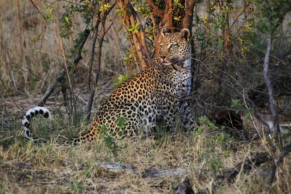 Leopardo Pantera Pardus Adulto Con Una Muerte Reserva Moremi Delta — Foto de Stock