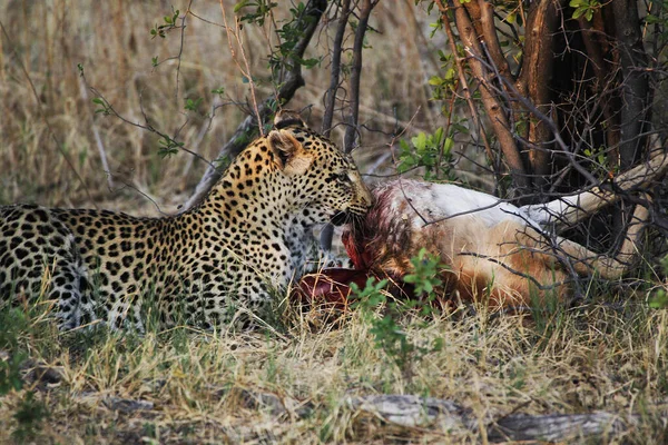 Leopárd Panthera Pardus Adult Kill Moremi Reserve Okavango Delta Botswanában — Stock Fotó