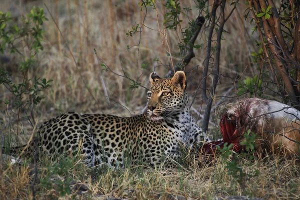 Leopard Panthera Pardus Dospělý Zabitím Rezerva Moremi Delta Okavango Botswaně — Stock fotografie