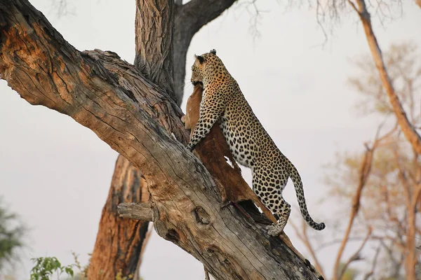 Leopard Panthera Pardus Adult Standing Tree Kill Moremi Reserve Okavango — стоковое фото