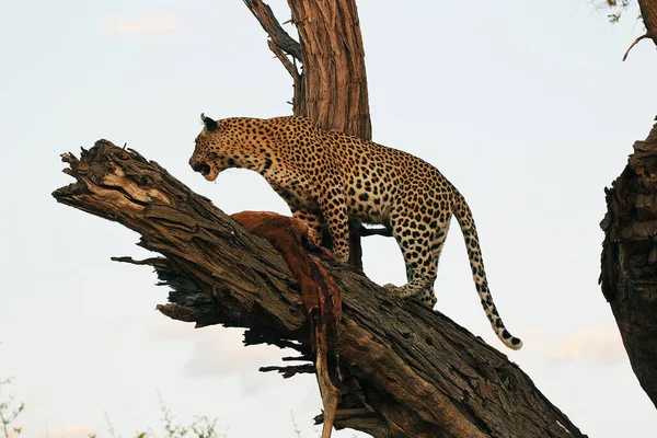 Leopárd Panthera Pardus Fán Álló Felnőtt Kill Moremi Reserve Okavango — Stock Fotó