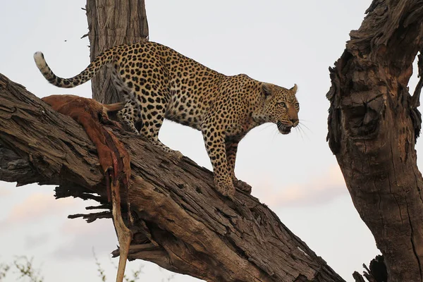 stock image Leopard, panthera pardus, Adult standing in Tree, with a Kill, Moremi Reserve, Okavango Delta in Botswana