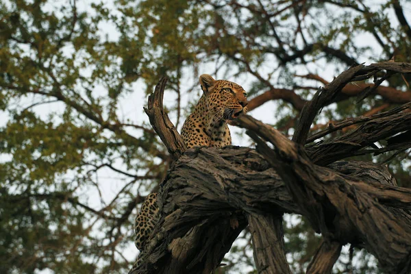 Leopárd Panthera Pardus Fán Álló Felnőtt Moremi Reserve Okavango Delta — Stock Fotó