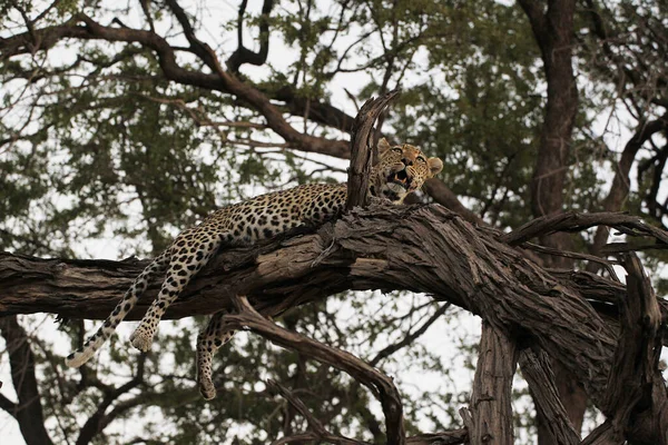 Leopard Panthera Pardus Adult Standing Tree Moremi Reserve Okavango Delta — Stock Photo, Image