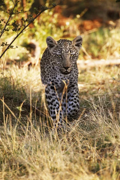 Leopard Panthera Pardus Cub Moremi Reserve Okavango Delta Botswana — Stockfoto