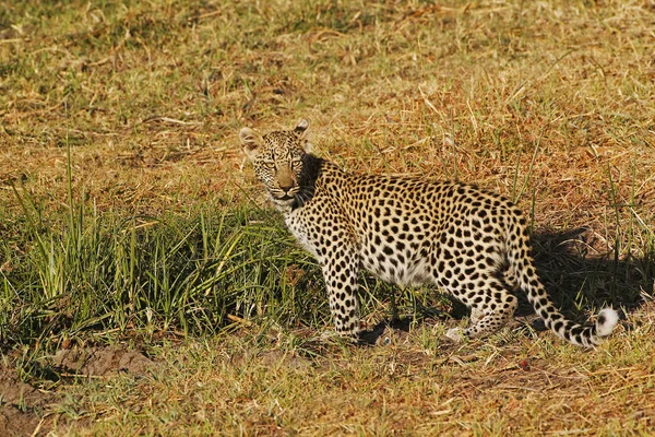 Leopárd Panthera Pardus Cub Moremi Reserve Okavango Delta Botswanában — Stock Fotó