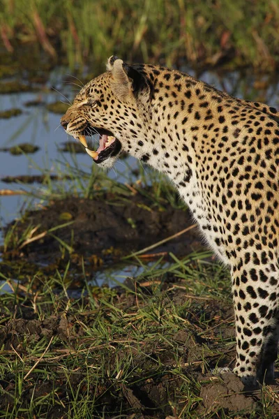 Leopard Panthera Pardus Kobieta Waterhole Otwartymi Ustami Narling Moremi Reserve — Zdjęcie stockowe