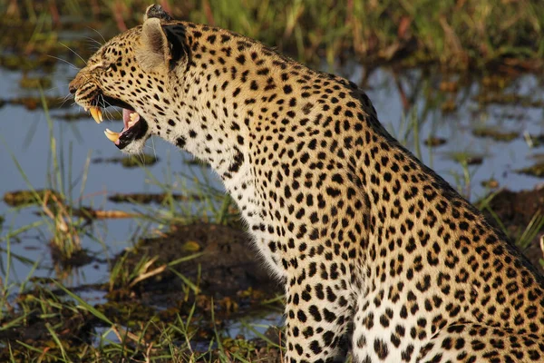 Leopard, panthera pardus, Female at Waterhole with Open Mouth, Snarling, Moremi Reserve, Okavango Delta in Botswana