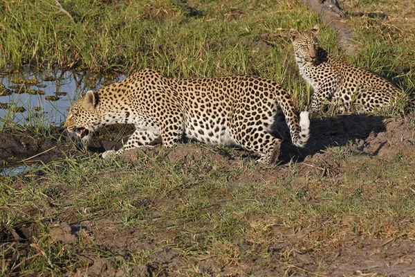 Leopard Panthera Pardus Mor Med Unge Vid Vattenhålet Moremi Reserve — Stockfoto